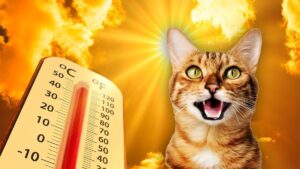 історичний максимум температури