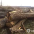 На Тернопільщині викрили схему вирубки дерев