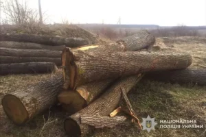 На Тернопільщині викрили схему вирубки дерев