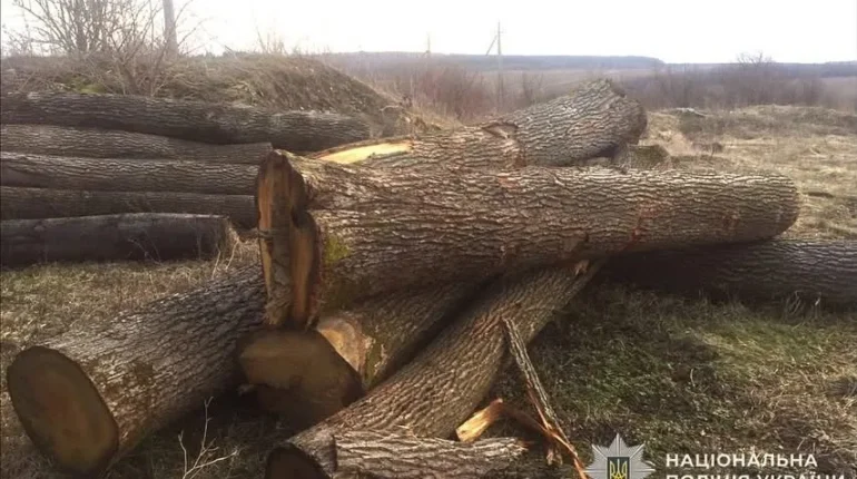 На Тернопільщині викрили схему вирубки дерев