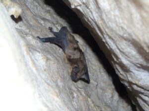 Сплячі вартові Дністровського каньйону