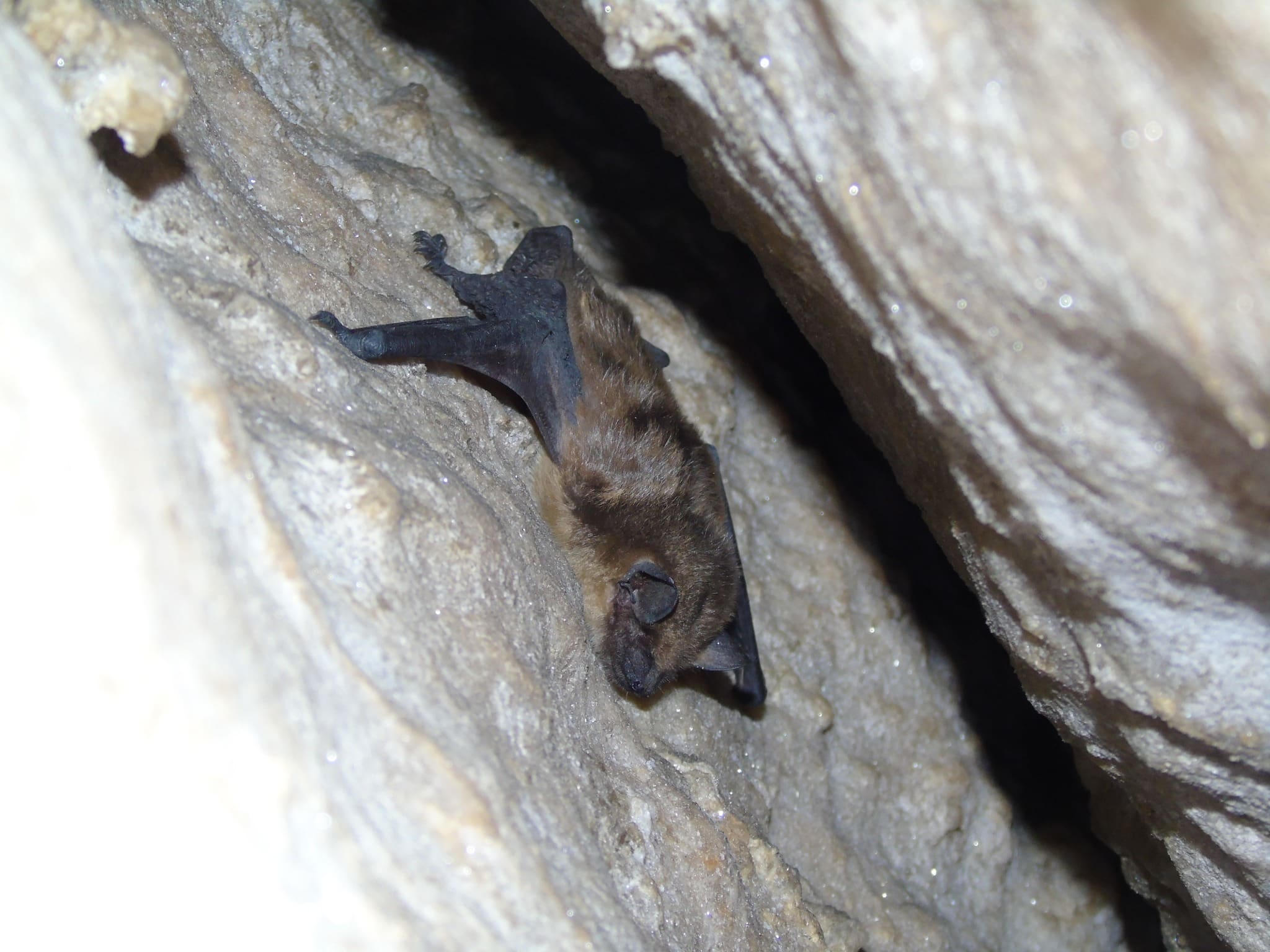 Сплячі вартові Дністровського каньйону