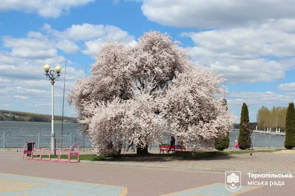 Весняне перетворення набережної: у Тернополі розквітла екзотична слива Пісарді