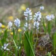Гіацинтик блідий у заповіднику «Медобори»: у степу квітує рідкісний ефемероїд
