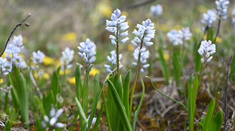 Гіацинтик блідий у заповіднику «Медобори»: у степу квітує рідкісний ефемероїд