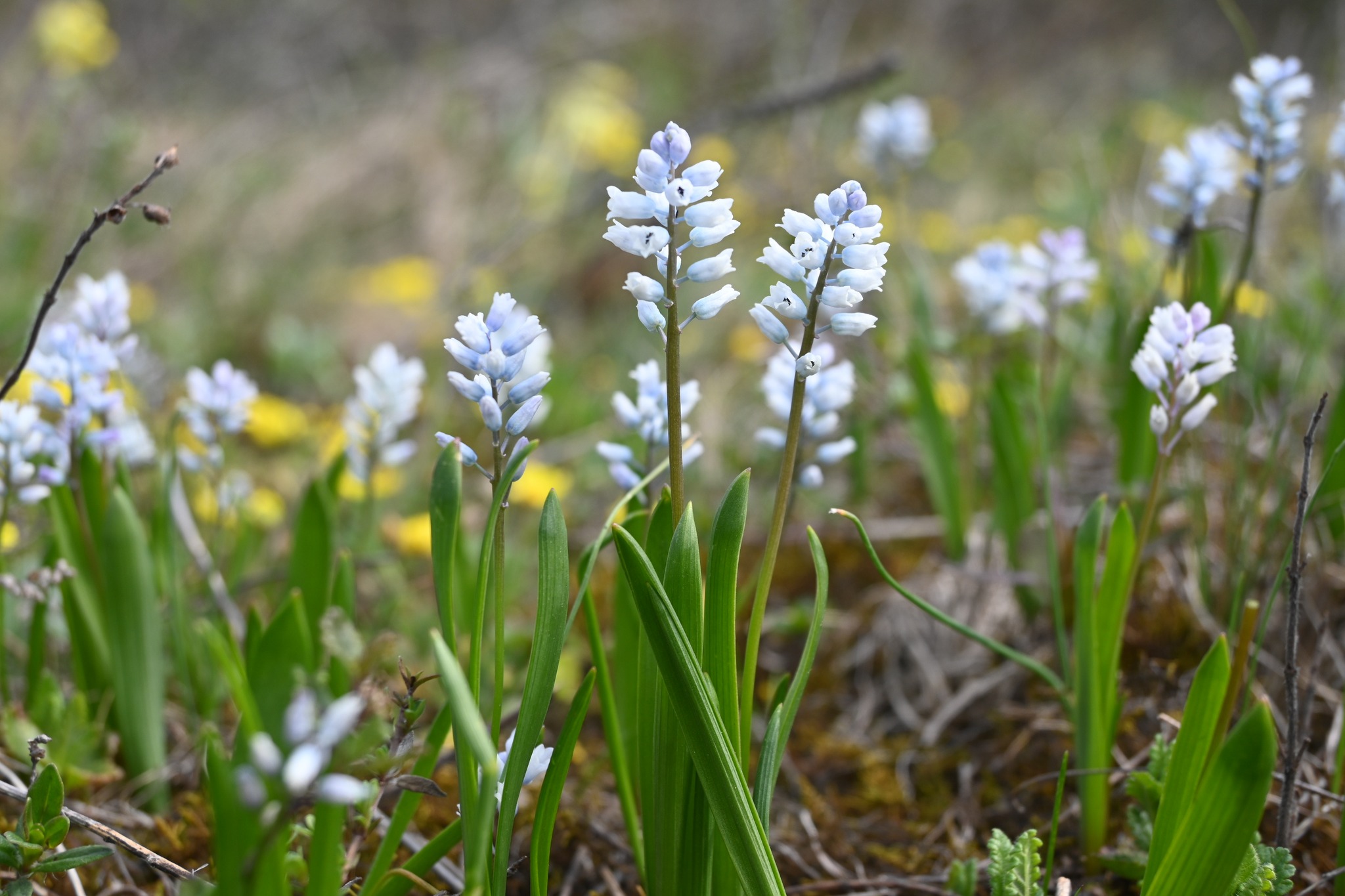 Гіацинтик блідий у заповіднику «Медобори»: у степу квітує рідкісний ефемероїд