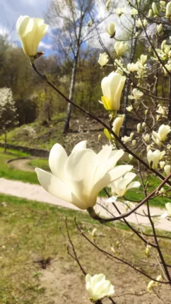 Весняна екзотика в Кременці: у ботанічному саду масово зацвіли магнолії