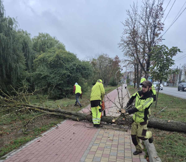 На дамбі Тернопільського ставу видалять старі каштани