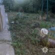 На Тернопільщині чоловік застрелив сусідського кота