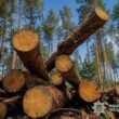 На Тернопільщині директора лісгоспу підозрюють у збитках