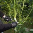 На Тернопільщині викрили наркобізнес: троє осіб під слідством